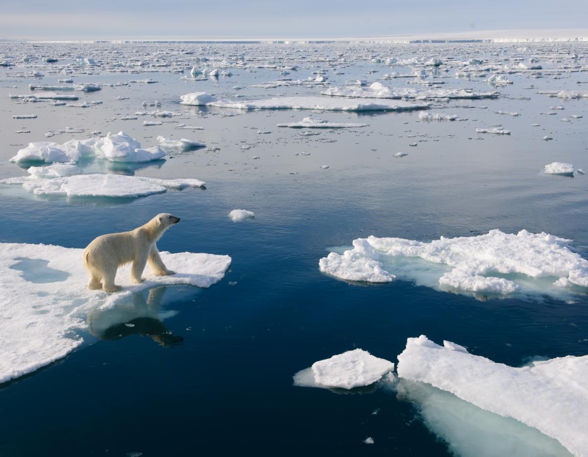 11-facts-you-didn-t-know-about-polar-bears-wwf