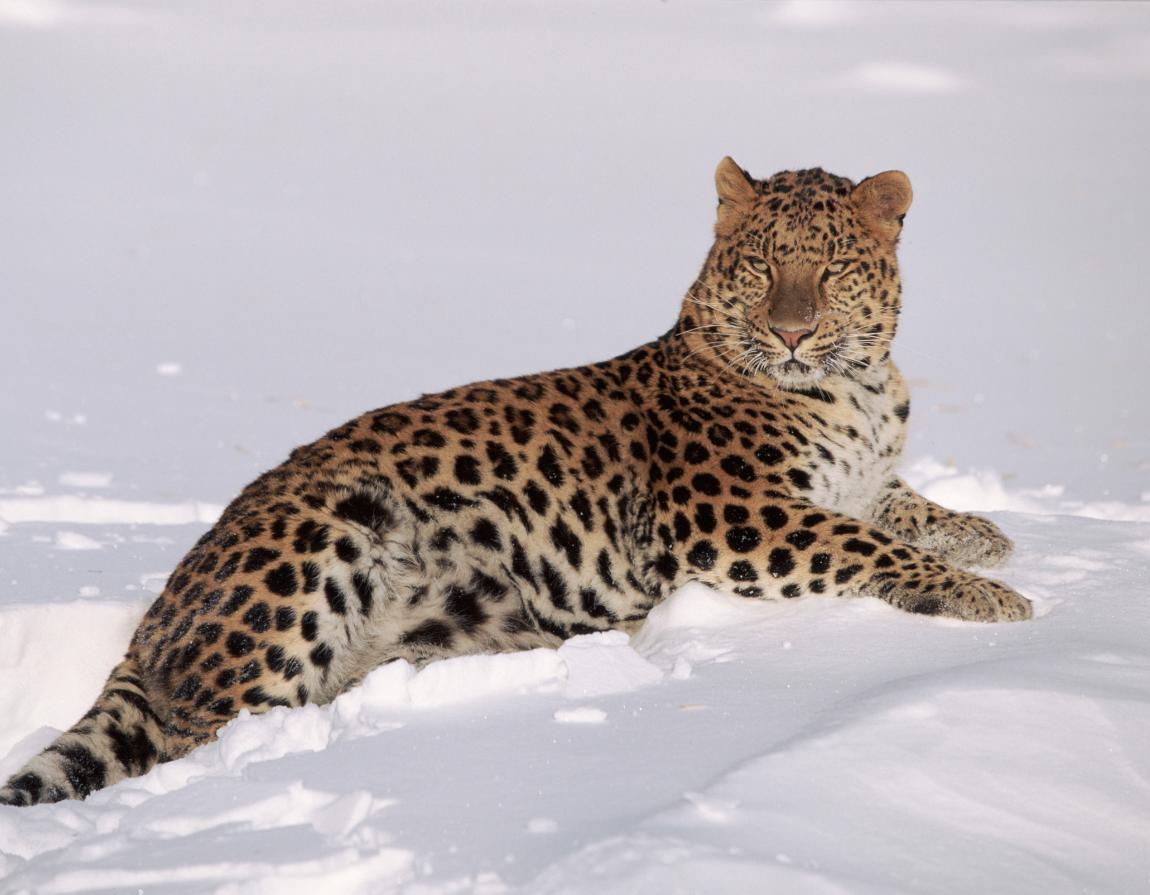 amur-leopards-wwf