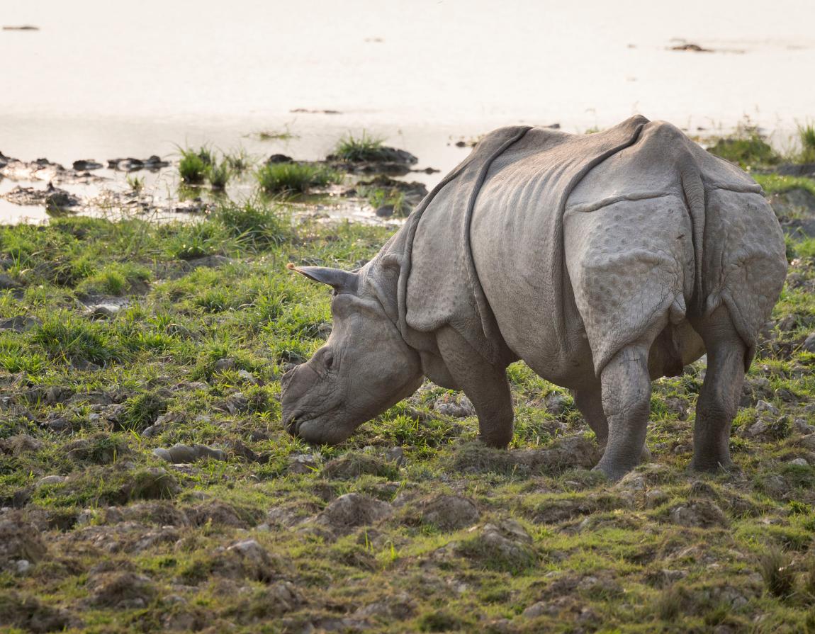 japanese rhinoceros