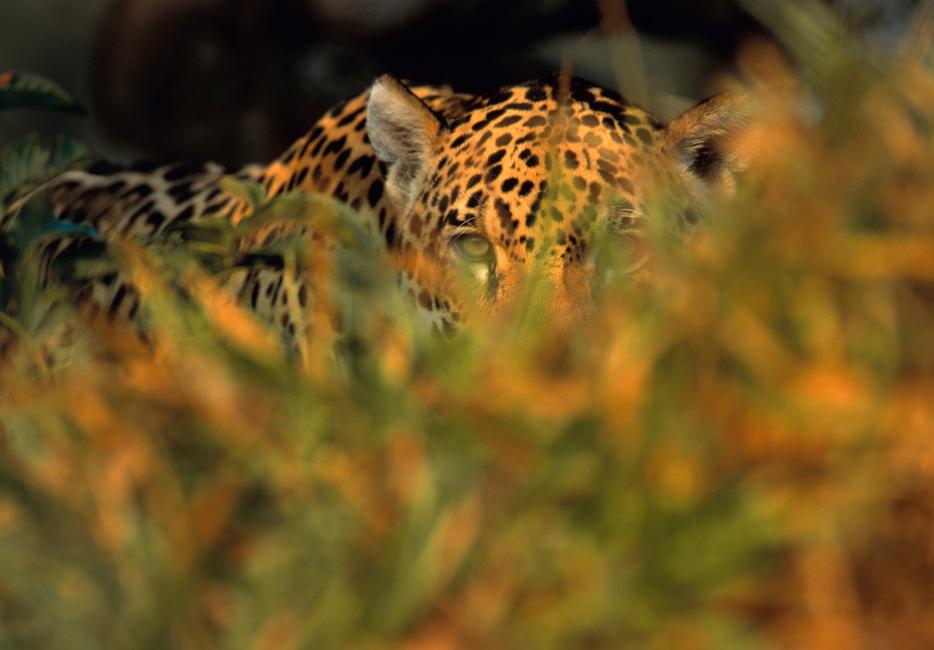 Humans and Jaguars Can Live Together — Here's How - The Good Men Project