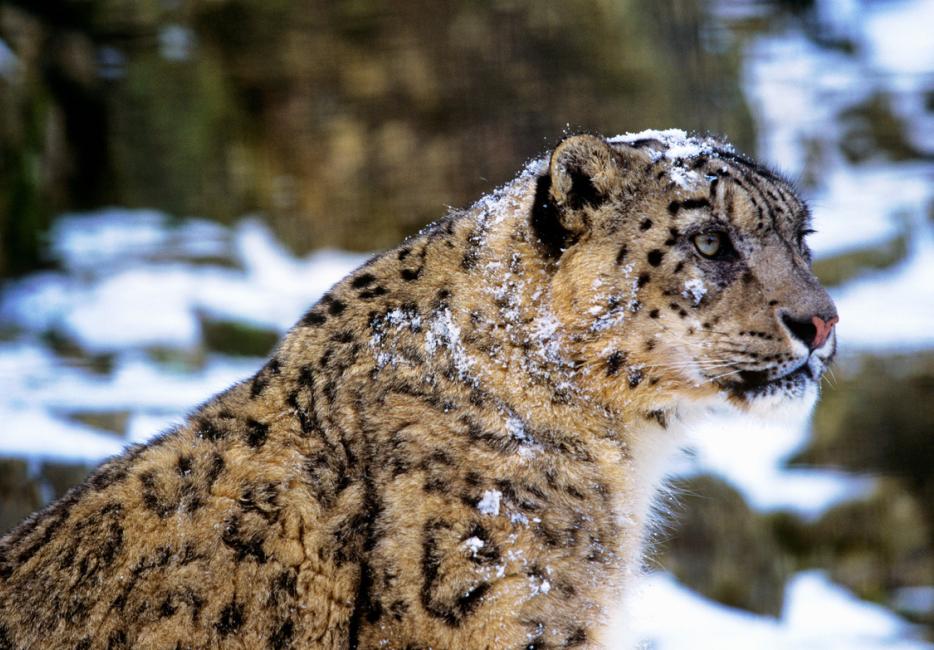 Arctic Leopard – Russian Cold Camo