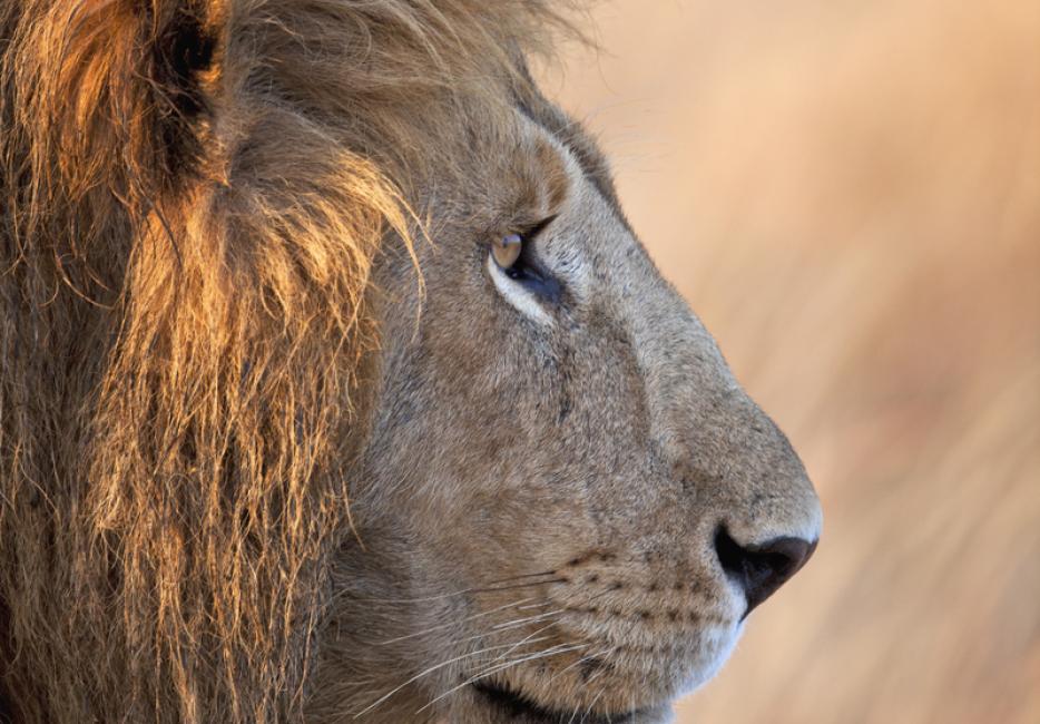 The magnificent lion: the symbol of Africa | WWF