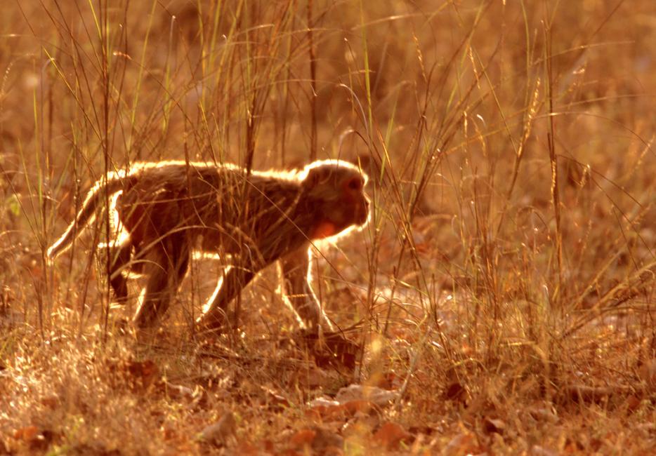 Learn About The Mountains Of The Western Ghats | WWF