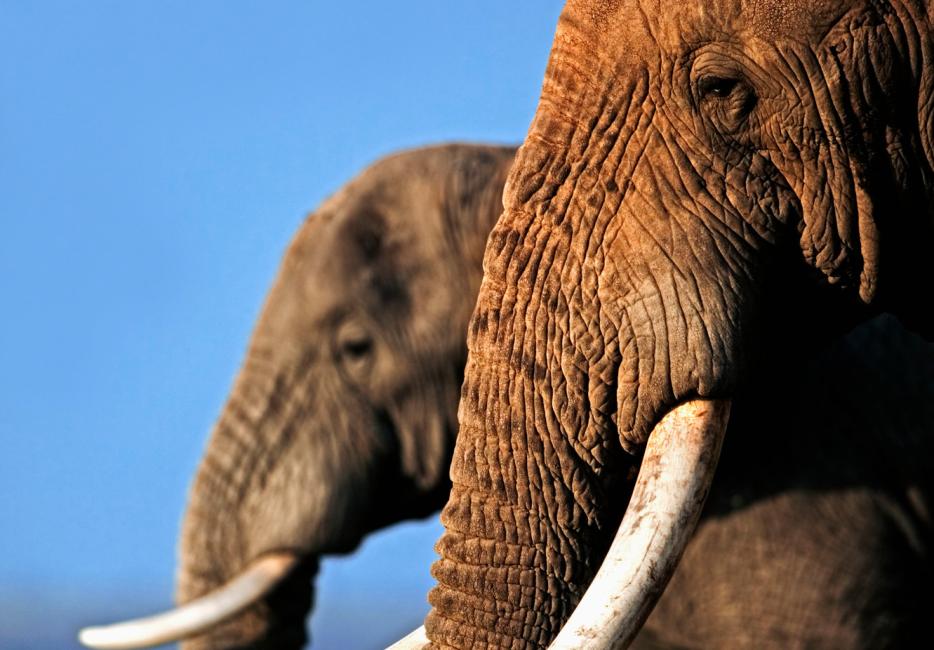 African elephant: strong, smart, but vulnerable