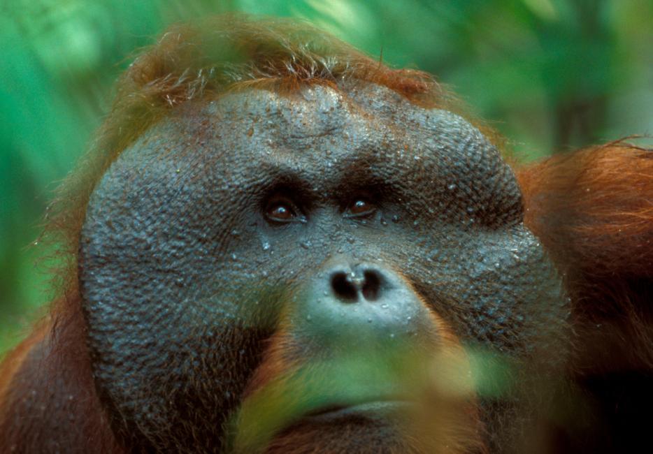 Portrait of a Baby Orangutan. Close-up. Indonesia. the Island of