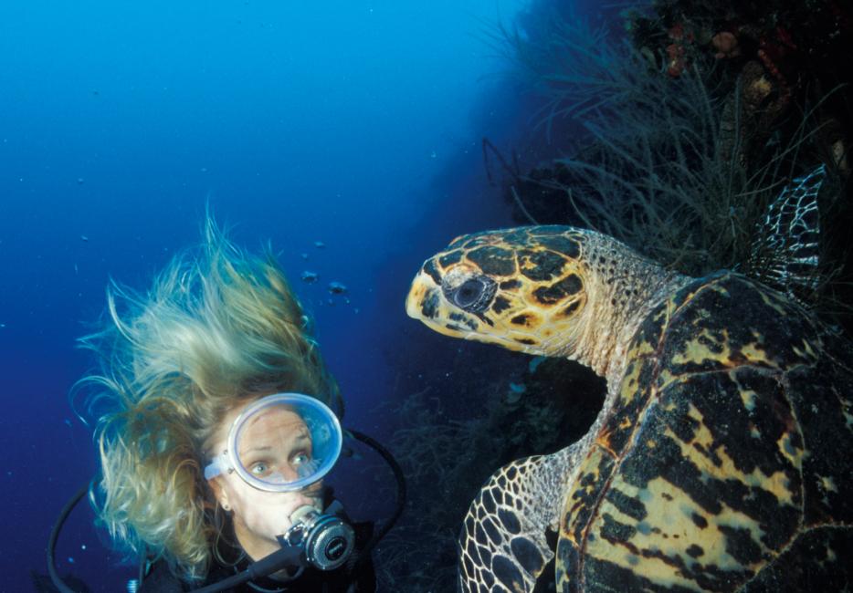 How Do Sea Turtles Help the Ecosystem?  