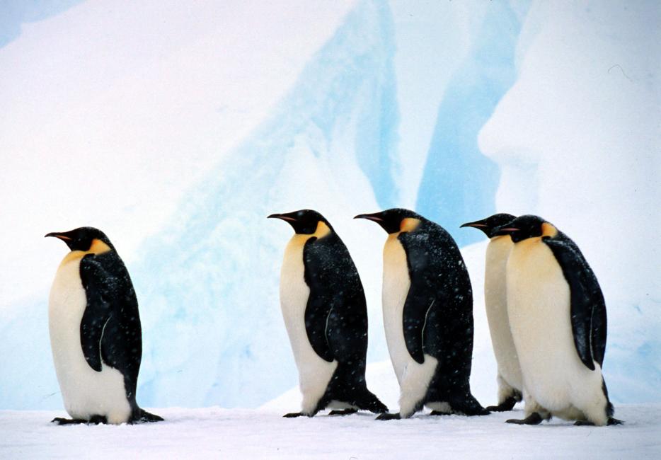 emperor penguin habitat pictures