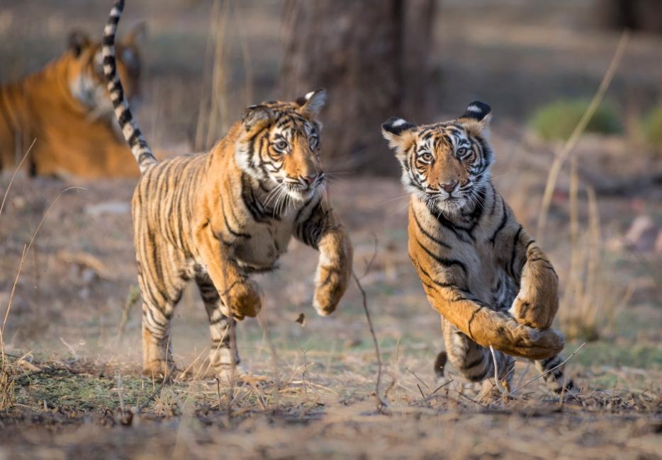 tigers in the wild hunting