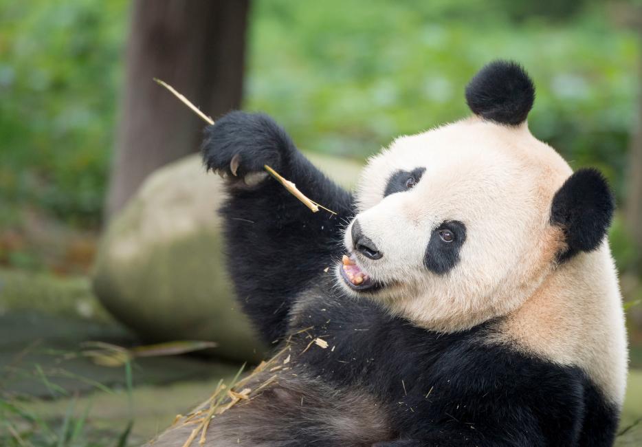 giant pandas playing