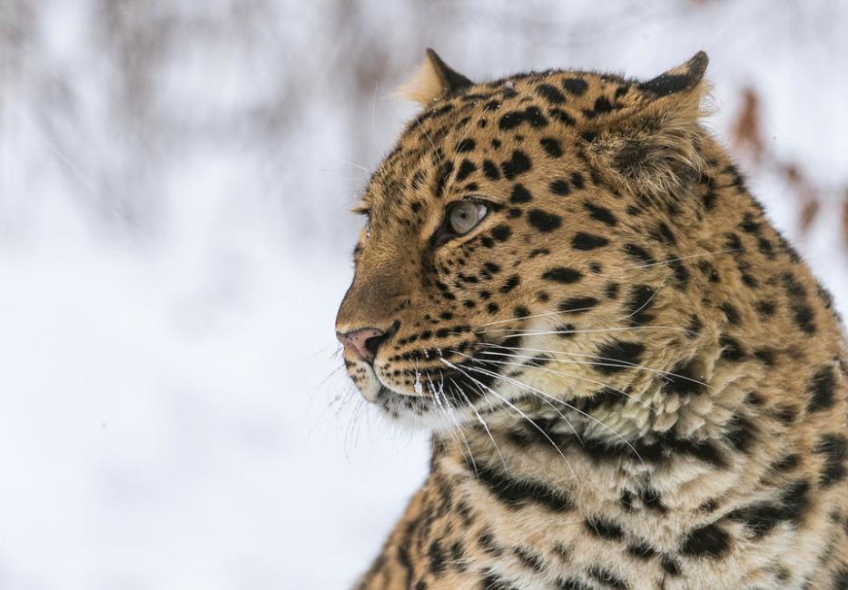 Amur leopard: the world's rarest cat?