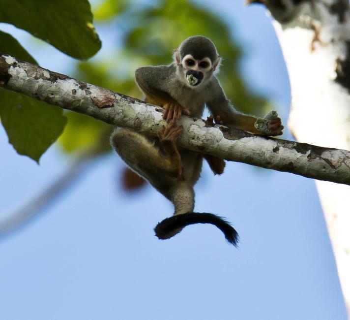 Squirrel Monkey eating in a tree