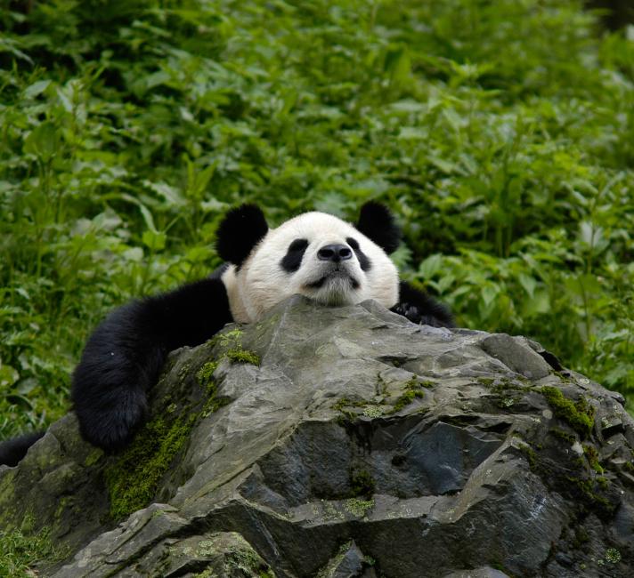 giant panda in natural habitat
