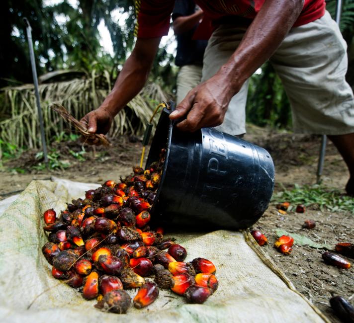 British companies  leading the way  in palm  oil  