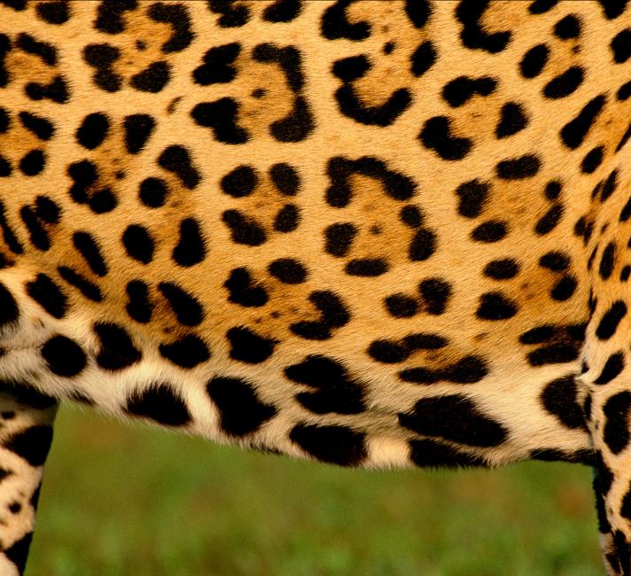 Le jaguar se jette à l'eau