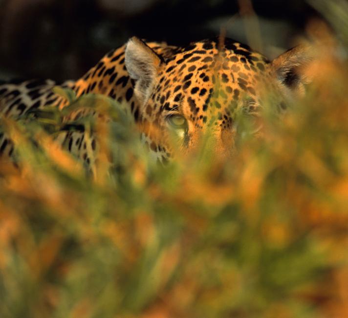 Jaguar stalking prey in long grass