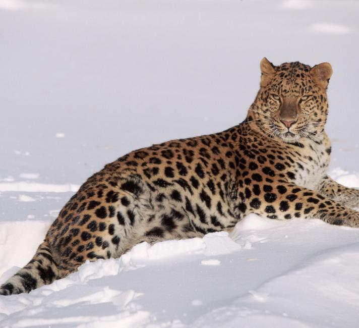 Amur Leopards | WWF