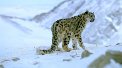 Snow leopard (Panthera uncia) Snow leopard (Panthera uncia)
