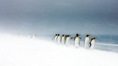 King Penguins (Aptenodytes patagonicus) walking in line in snow storm, South Georgia. King Penguins (Aptenodytes patagonicus) walking in line in snow storm, South Georgia.