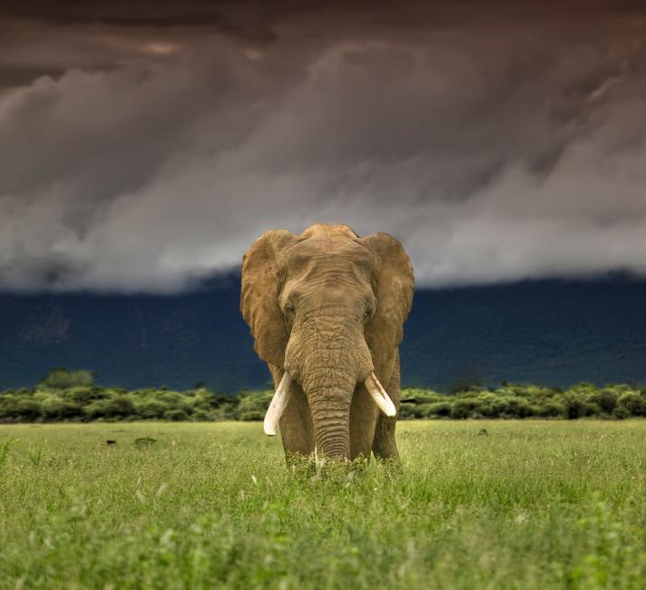 African elephants | WWF