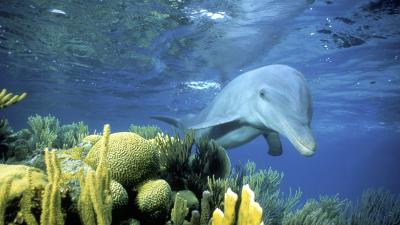 Sociable wild Bottlenose dolphin - © naturepl.com / Doug Perrine / WWF Sociable wild Bottlenose dolphin