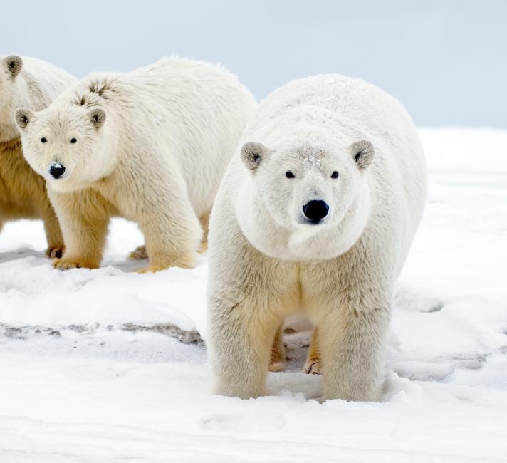what do polar bears look like