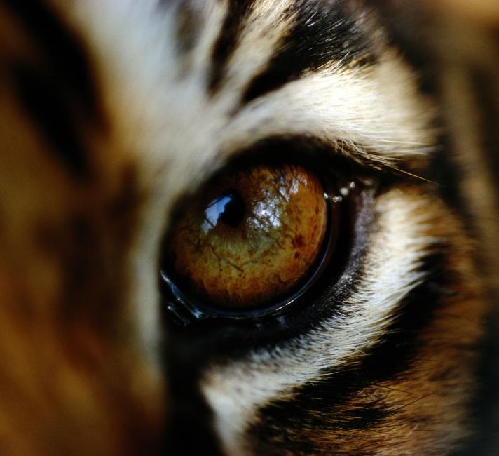 tiger eye animal