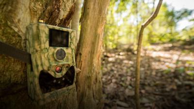 Camera trap on a tree Camera trap on a tree