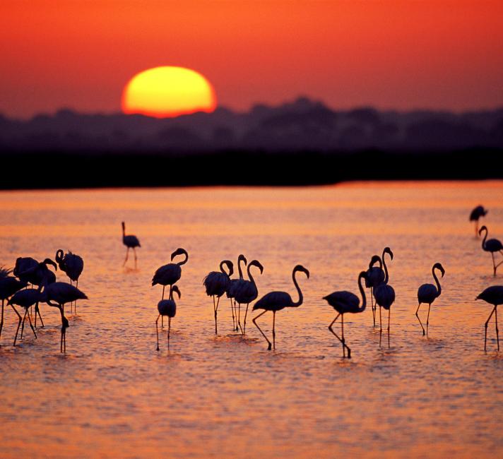 Defending Doñana National Park | WWF