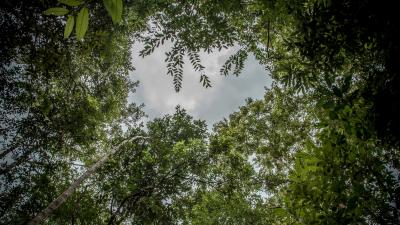 Rattan Forest Canapy - Thippakone Thammavongsa/WWF Laos Rattan Forest Canapy