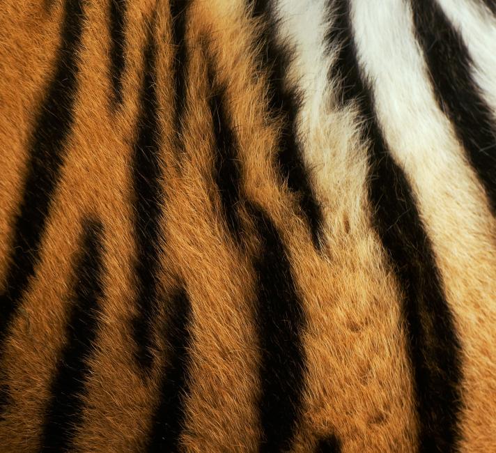 Tiger Stripes | WWF