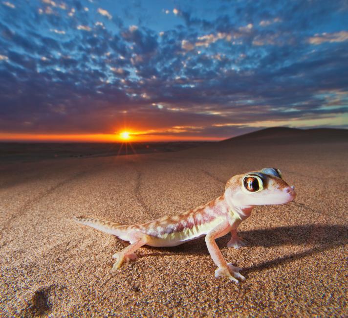 Web-footed gecko in the Namib desert, Namibia.