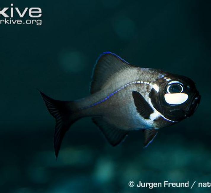 Bioluminescent fish 