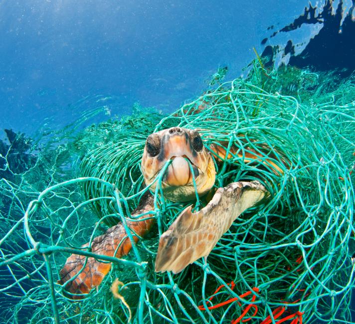 WWF TES Classroom Resource - Oceans And Plastics Pollution | WWF