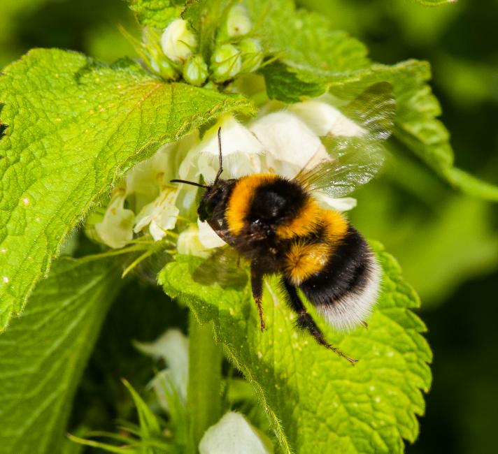 🐝 Nature's Love Story: Bumblebees Making Babies 🌼
