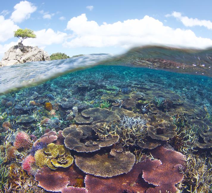 Coral reefs and climate change | WWF