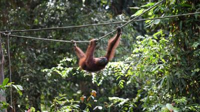 Sepilok Orangutan Rehabilitation Centre Sepilok Orangutan Rehabilitation Centre