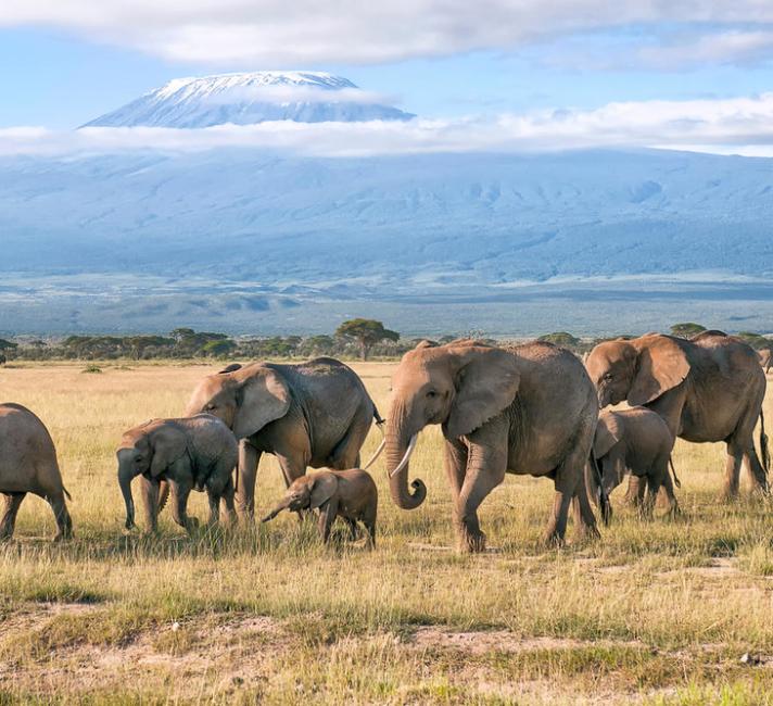 Our top 10 facts about elephants