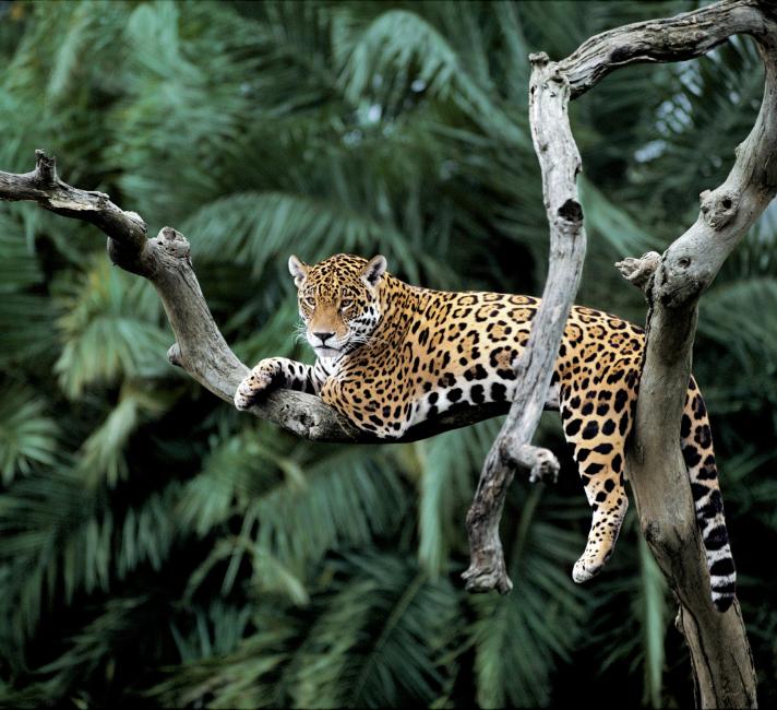 I've adopted a jaguar | WWF