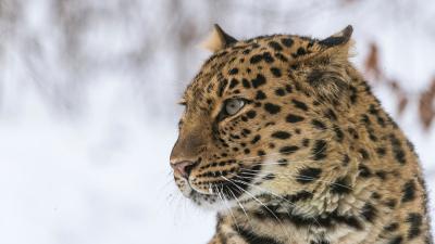 Amur leopard Nordens Ark Amur leopard Nordens Ark