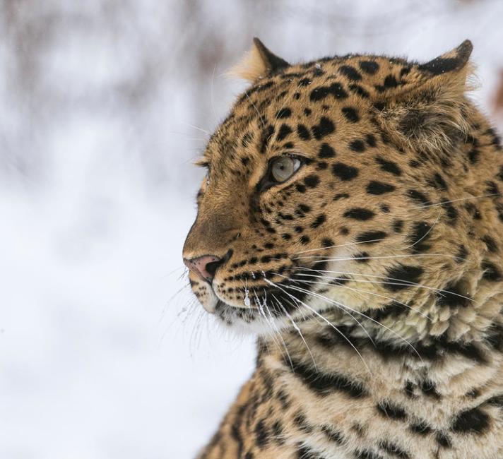 Close Up Portrait of endangered Amur Leopard with incredible green