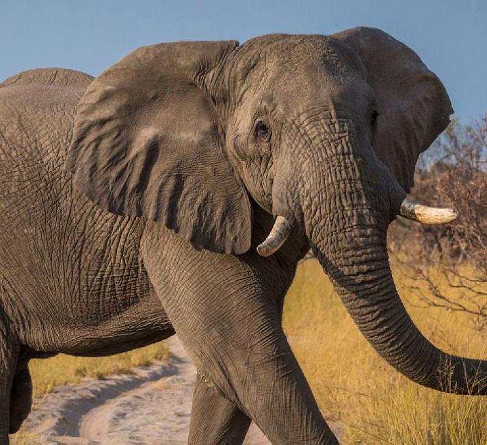 Elephant quiz | WWF