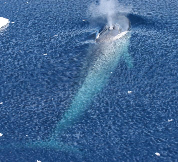 Antarctic Blue Whale Numbers Are Recovering | WWF