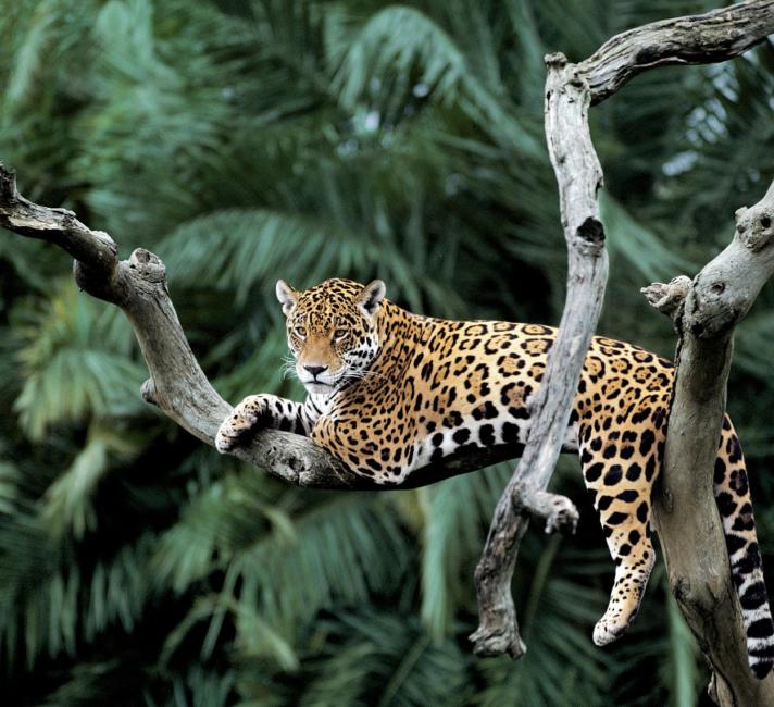 Jaguar Habitat