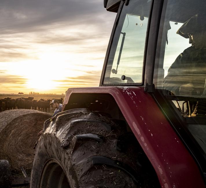 Cattle on the Miles family estate are managed using an approach called Voisin’s Rational System. 