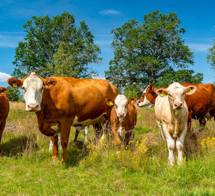 Natural grazing grounds with grazing cows 