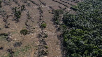 Deforestation next to a soybean plantation.  Deforestation next to a soybean plantation along the BR-364 highway near the Jamari River, Rondônia.