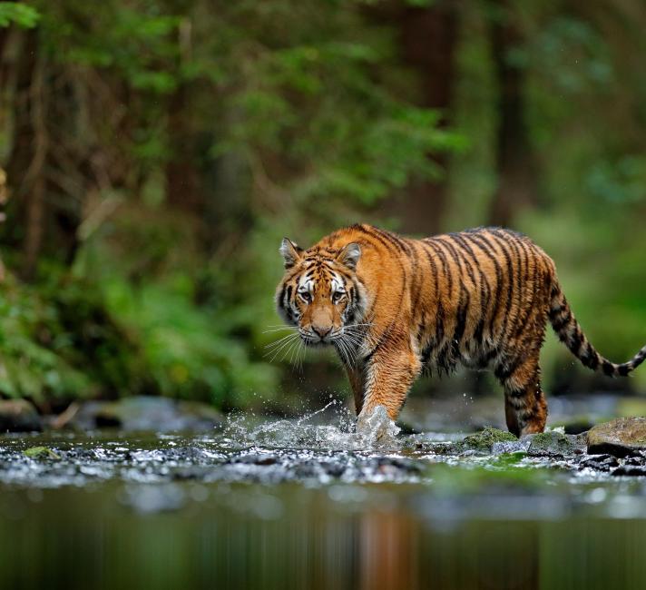 Siberian Tiger, or Amur tiger, (Panthera tigris altaica) walking in the water in Russia. 