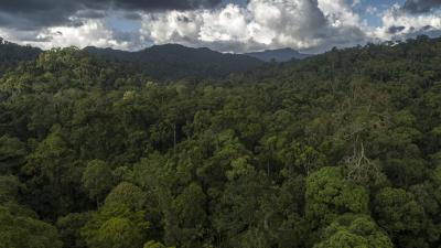 Forest aerial, Tawau Hills Park, Sabah, Malaysian Borneo