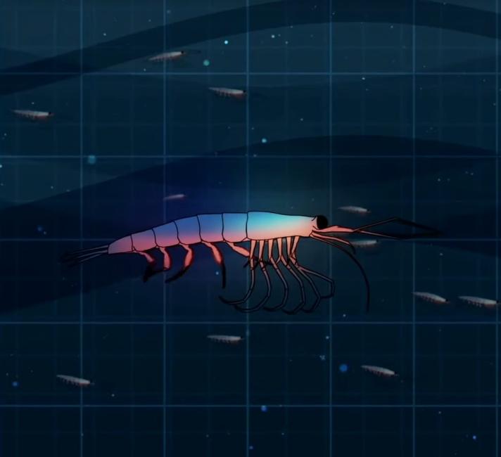 Top 10 Facts About Antarctic Krill | WWF