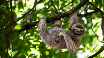 Brown-throated three-toed sloth Cute sloth hanging on tree branch with funny face look, perfect portrait of wild animal in the Rainforest of Costa Rica scratching the belly, Bradypus variegatus, brown-throated three-toed sloth